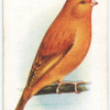 Yellow Cinnamon Canary.