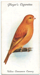 Yellow Cinnamon Canary.