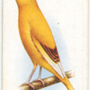 Border Fancy Canary.
