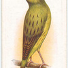 Green Canary.