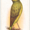 Green Canary.