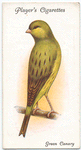 Green Canary.