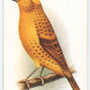 Lizard Canary.