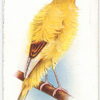 Dutch Frill Canary.