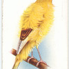 Dutch Frill Canary.