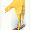 Scots Fancy Canary.