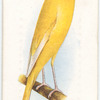 Lancashire Canary.