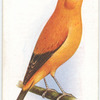 London Fancy Canary.