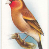 Goldfinch-Canary Mule.