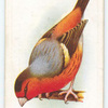 Bullfinch-Canary Mule.