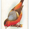 Bullfinch-Canary Mule.