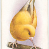 Greenfinch-Canary Mule.