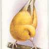 Greenfinch-Canary Mule.