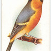 Greenfinch-Bullfinch Hybrid.