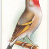 Goldfinch-Bullfinch Hybrid.