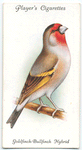 Goldfinch-Bullfinch Hybrid.