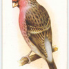 Redpoll-Bullfinch Hybrid.