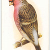 Redpoll-Bullfinch Hybrid.