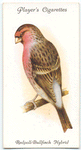Redpoll-Bullfinch Hybrid.