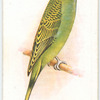 Green Budgerigar.