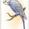 Blue Budgerigar.