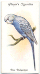 Blue Budgerigar.