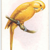 Yellow Budgerigar.
