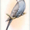 Mauve Greywing Budgerigar.