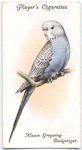 Mauve Greywing Budgerigar.