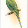 Indian Ring-necked Parrakeet.