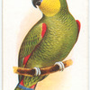 Blue-fronted Amazon Parrot.