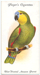 Blue-fronted Amazon Parrot.
