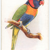 Red-collared Lorikeet.