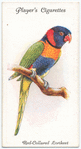 Red-collared Lorikeet.