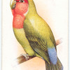 Rosy-faced Love Bird.