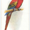 Red and Blue Macaw.