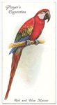 Red and Blue Macaw.