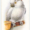 Rose-Crested Cockatoo.