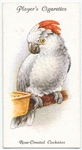 Rose-Crested Cockatoo.