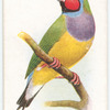 Red-headed Gouldian Finch.