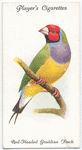 Red-headed Gouldian Finch.