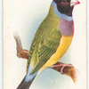 Black-headed Gouldian Finch.