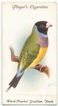 Black-headed Gouldian Finch.