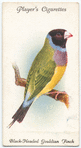 Black-headed Gouldian Finch.