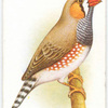 Zebra Finch.