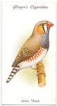 Zebra Finch.