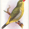 Green Avadavat.