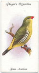 Green Avadavat.