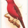 Australian Crimson Finch.