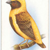 Napoleon Weaver-Bird.